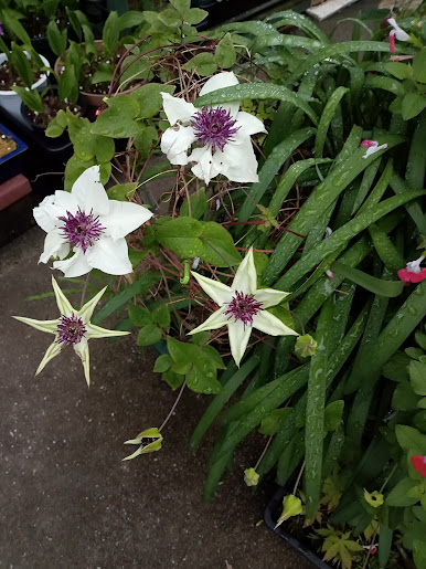 テッセンが開花 ランラン花あそび